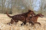 SETTER IRLANDAIS 474